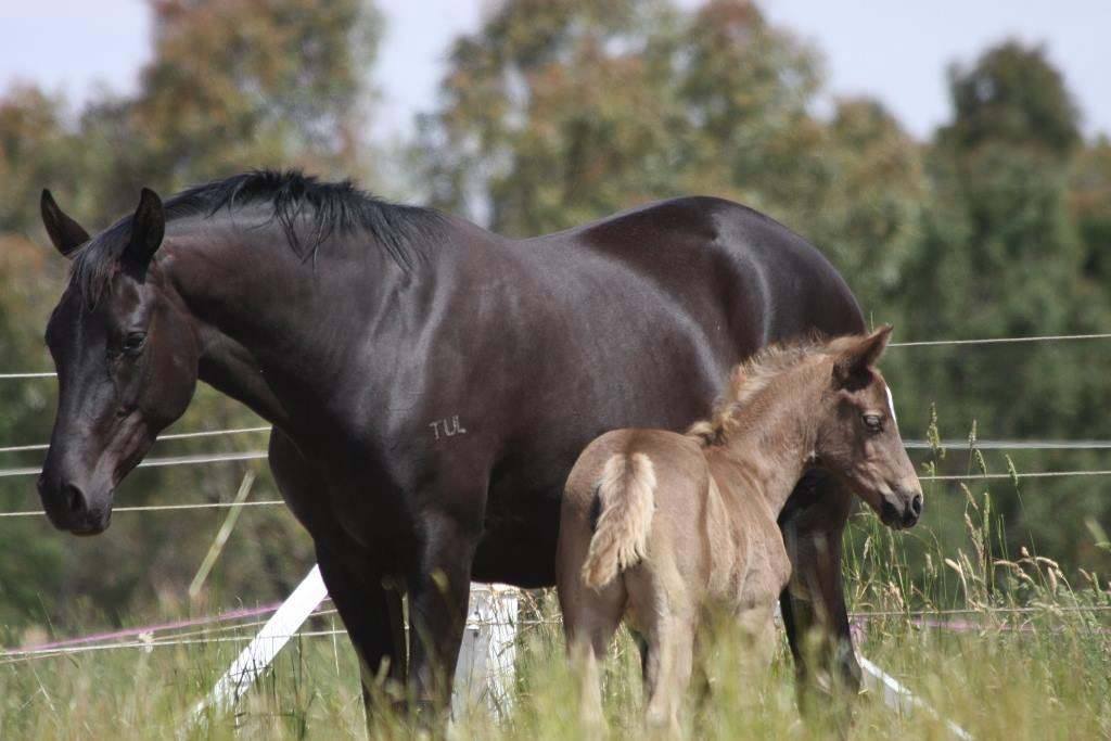 Silver Black warmblood foal